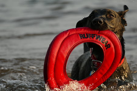 brown dog biting ruffwear ring on body of water thumbnail