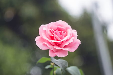 Close-Up Photography of Pink Rose thumbnail