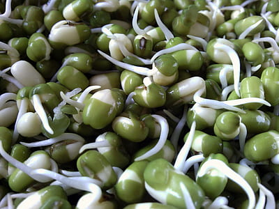 closeup photo of beansprout thumbnail