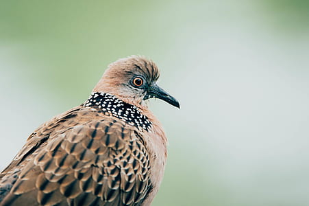 selective focus photography of brown dove thumbnail