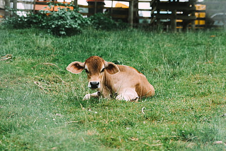 brown cow on green grass field thumbnail