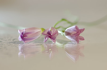 three purple flowers thumbnail