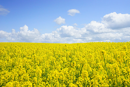 yellow rapeseed flowering field at daytime thumbnail