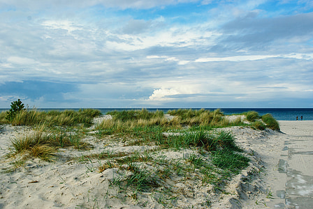 green grass on white sand near beach thumbnail