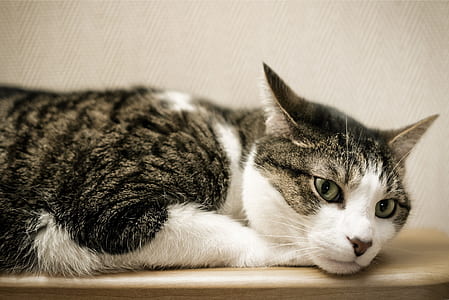 gray tabby cat on brown table thumbnail
