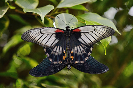 male and black alpine black swallowtail butterflies thumbnail