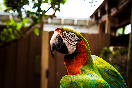selective focus photography of green and red parrot thumbnail