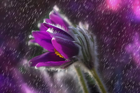 shallow photo of purple flower thumbnail
