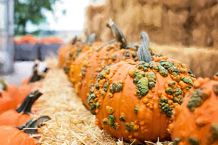 orange pumpkins thumbnail