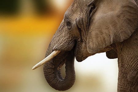 Mammoth photo thumbnail