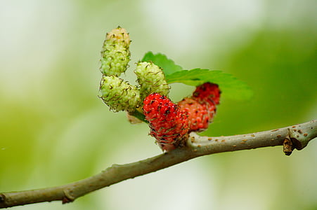 red and green fruit in shallow focus lens thumbnail