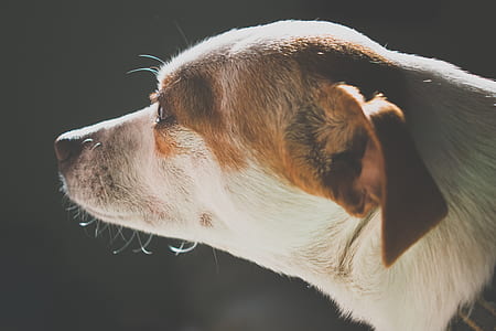 medium short-coated tan and white dog thumbnail