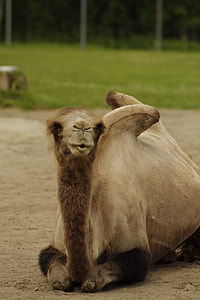 Bactrian Camel, Camelus Bactrianus thumbnail