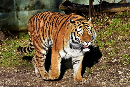 brown and white tiger thumbnail