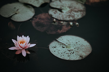 pink succulent plant floating on water thumbnail