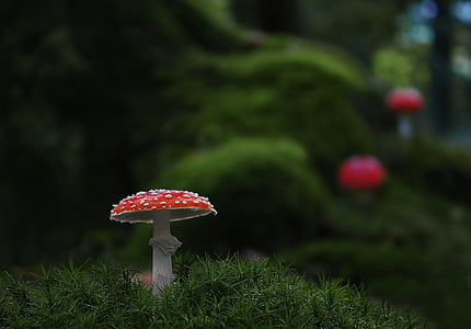 shallow focus photography of red and white mushroom thumbnail