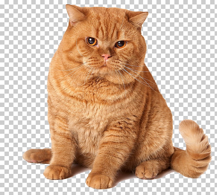 108 Scottish Fold Png Cliparts For Free Download Uihere