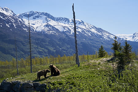 Two Brown Bears on Grass Field thumbnail