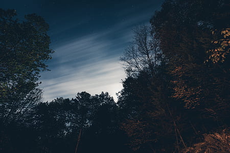 silhouette photo of trees thumbnail