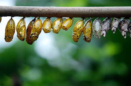 shallow focus photography of yellow and gray cocoons thumbnail
