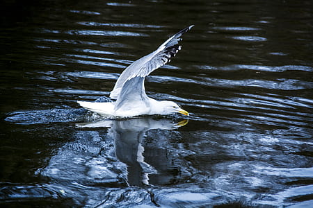 selective focus photo of of ring-billed gull on large body water thumbnail