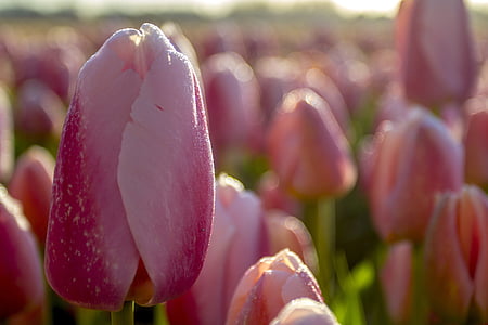 pink tulip in shallow photo thumbnail