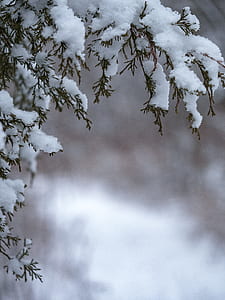 tree coated with snow thumbnail
