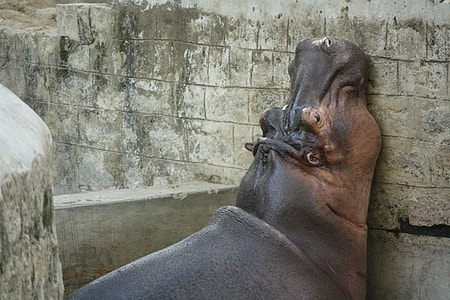 hippopotamus beside concrete wall thumbnail