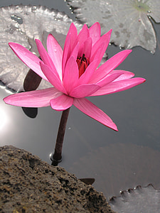 closeup photography of pink lotus flower on water during daytime thumbnail