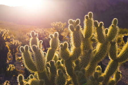 sunlight on cactus thumbnail