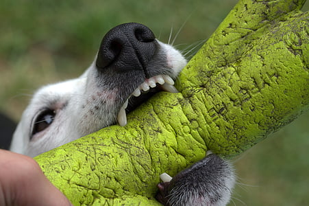 short-coated white dog biting green dog bite toy thumbnail