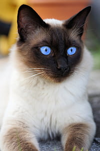 closeup photography of siamese cat thumbnail