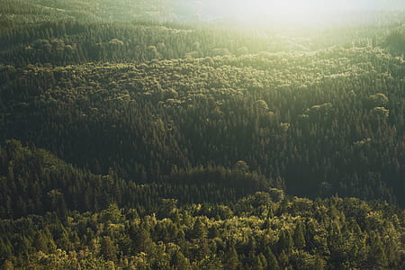 nature, forest, trees, outdoors thumbnail