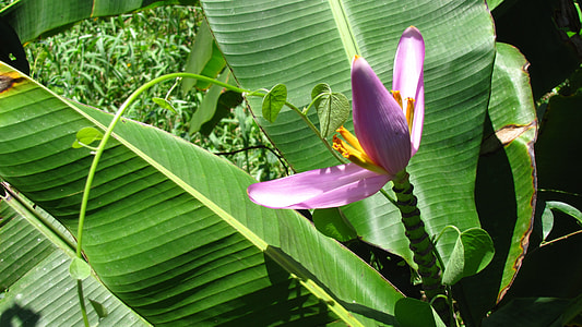Banana Flower, Flower thumbnail