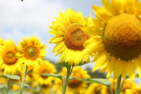 Shallow Focus Photo Of Sunflowers thumbnail