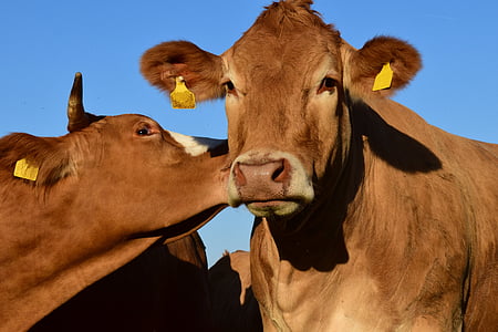 two brown cows thumbnail