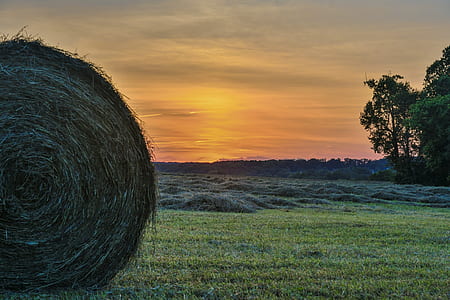 Hayfield During Sunset thumbnail
