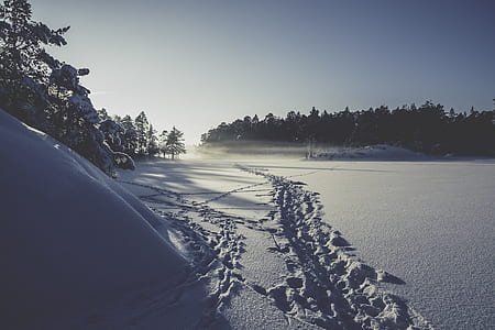 landscape photography of trees covered with snow thumbnail