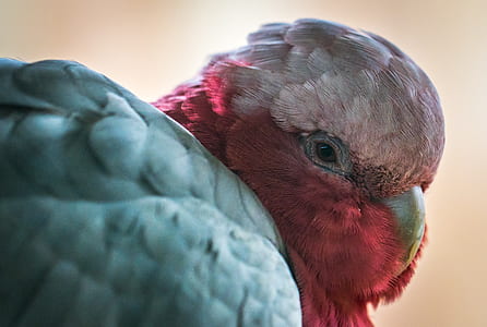 Galah Parrot thumbnail