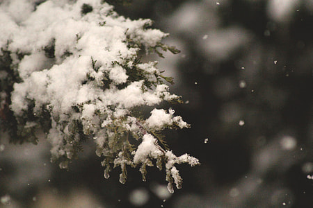 green tree with snow shallow focus photography thumbnail
