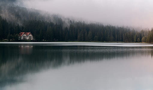landscape, nature, water, forest thumbnail