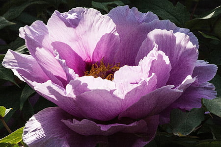 macro shot of pink flower thumbnail