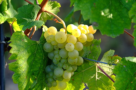 unripe grapes on tree thumbnail