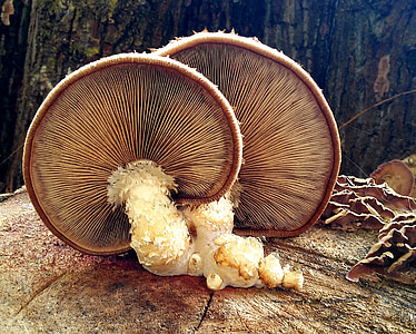 low angle photography of mushrooms thumbnail