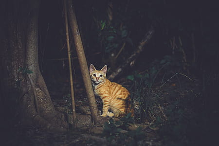 orange tabby cay beside wooden pole thumbnail