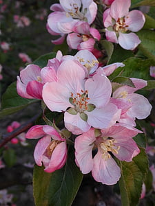 pink-and-white petaled flowers in bloom thumbnail