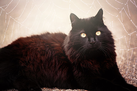 bombay cat thumbnail