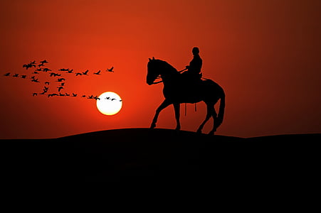 silhouette of person on horse and birds during golden hour thumbnail
