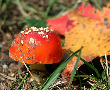 close-up photography of mushroom near withered leaf thumbnail