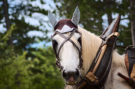 Selective Focus Photography of White Horse thumbnail